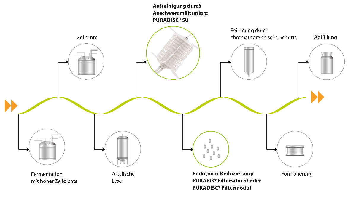 proceso de clarificación y purificación de ADN plásmido